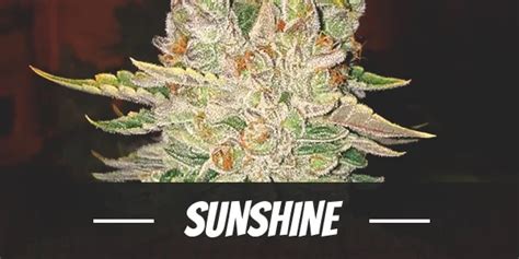 Yellow sunshine strain - Animal Mints is a hybrid marijuana strain made by crossing Animal Cookies with SinMint Cookies. Animal Mints produces a strong body and head high, making it ideal for after work and evening use.